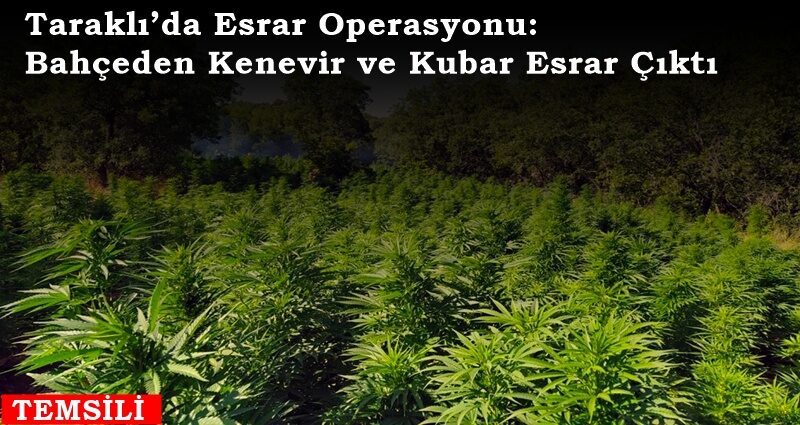 Taraklı’da Esrar Operasyonu: Bahçeden Kenevir ve Kubar Esrar Çıktı
